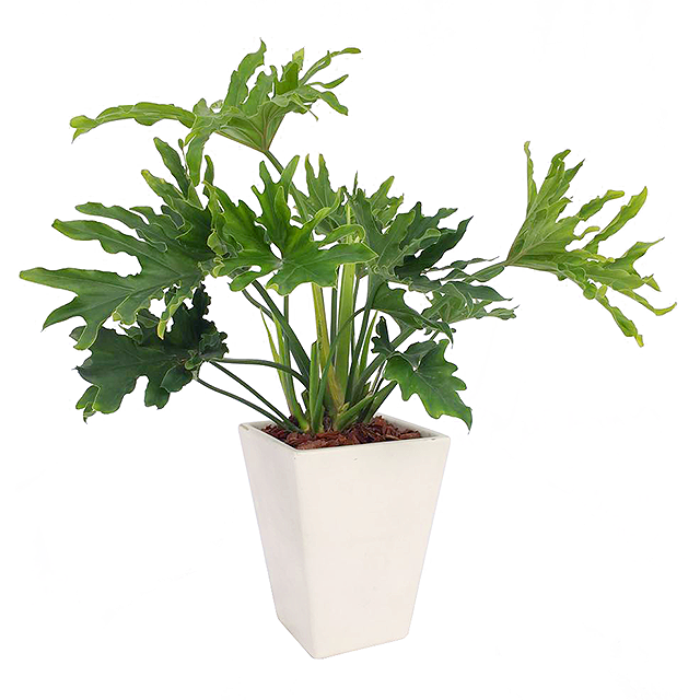 商場綠色植物，打造愜意購物環(huán)境